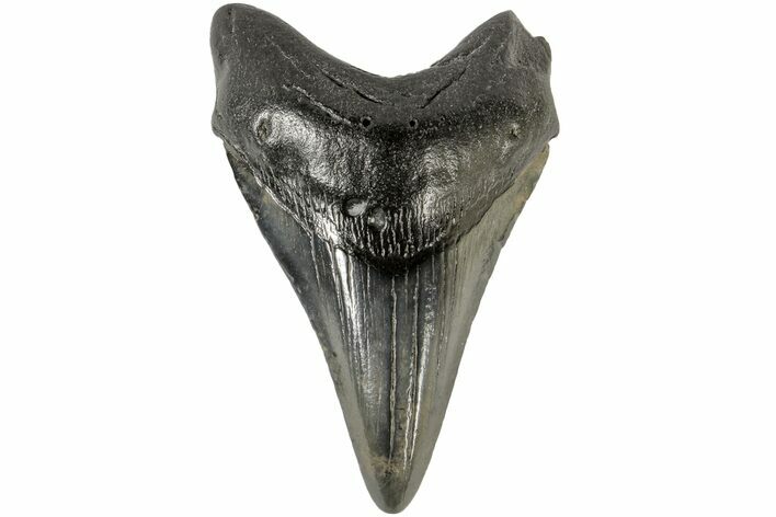 Fossil Megalodon Tooth - South Carolina #166096